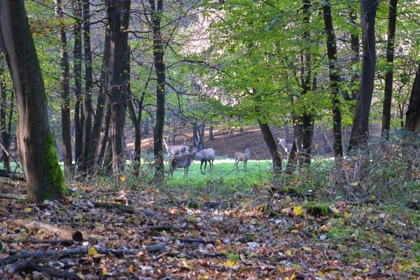 Fruska gore nacionalni park