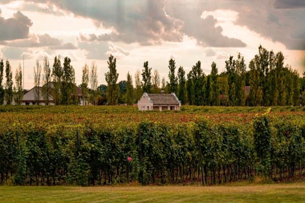 Winery ethno salaš Zvonko Bogdan 2
