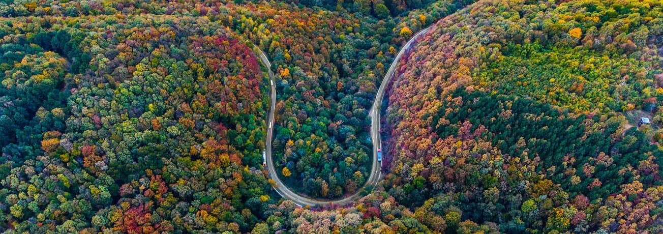 Road through colorful forest